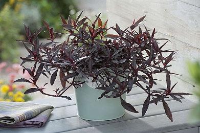 《冲就完事模拟器》战锤40K特别组合包现已推出